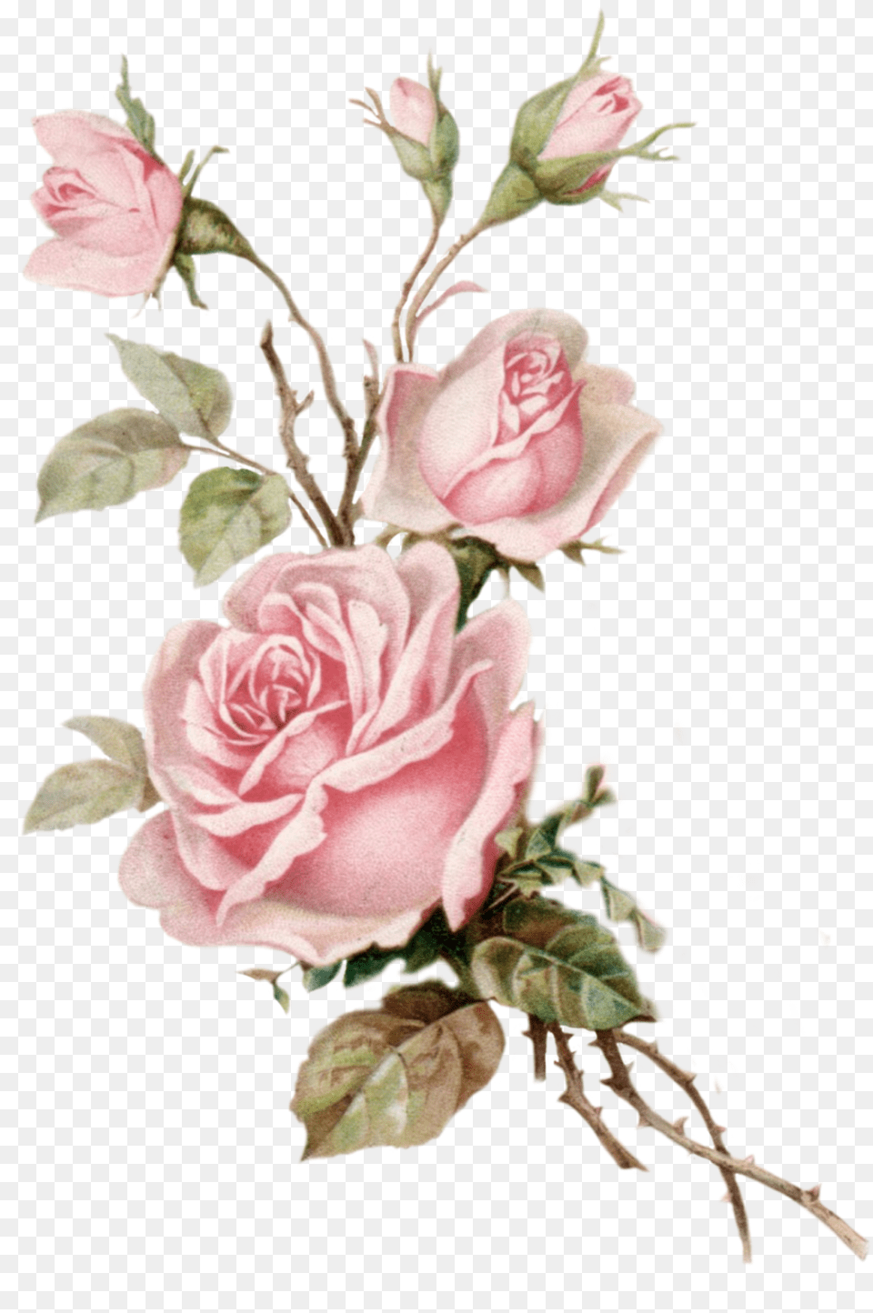 Roses Flowers Flores Rosas Aesthetic Vintage Pink Roses Transparent Background, Art, Plant, Graphics, Flower Bouquet Free Png