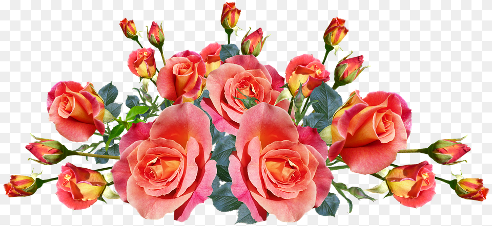 Roses Flowers Fragrnt Garden Roses, Flower, Flower Arrangement, Flower Bouquet, Plant Free Png Download