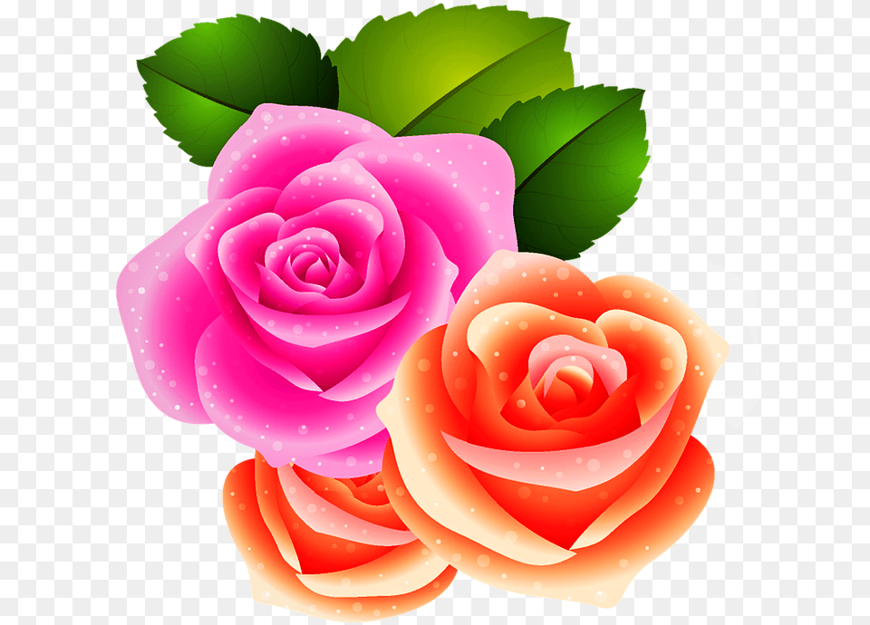 Roses Flowers Leaf Flowering Bloom Blossom Plant Flor Com Folha, Flower, Rose, Petal Free Transparent Png