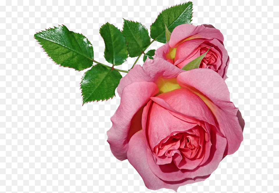 Roses Flowers Leaves Plant Garden Nature Gambar Bunga Dan Daun, Flower, Rose, Petal Png