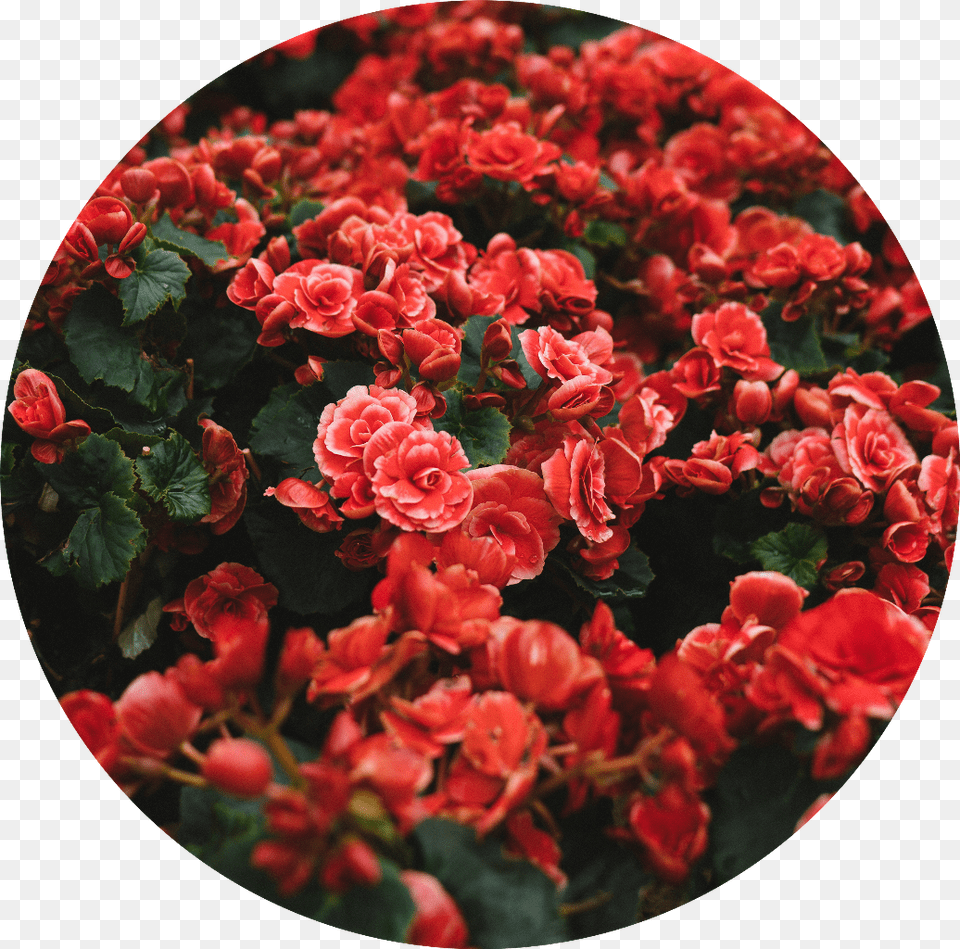 Roses Flowers Red Beautiful Nature Roses, Flower, Geranium, Petal, Plant Free Transparent Png
