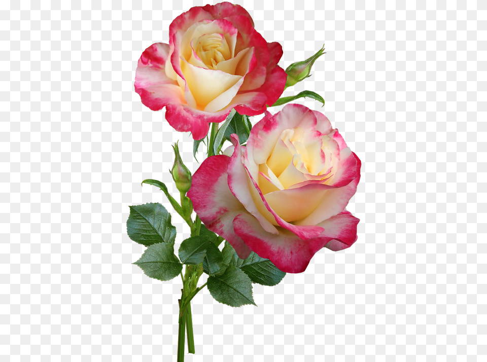 Roses Flowers Stems Roses On Stem Flower, Flower Arrangement, Flower Bouquet, Plant Free Transparent Png