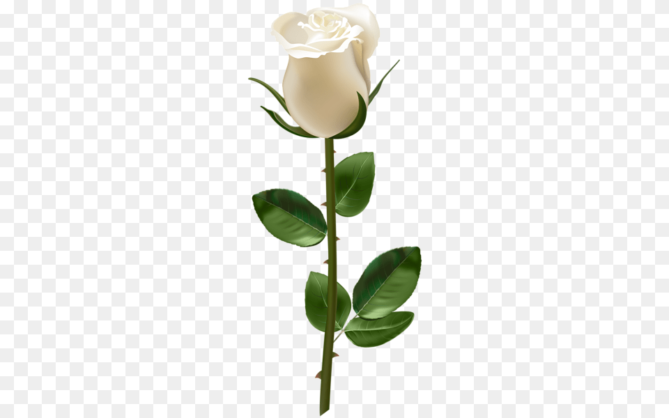Roses Flowers White Roses, Flower, Plant, Rose Free Png
