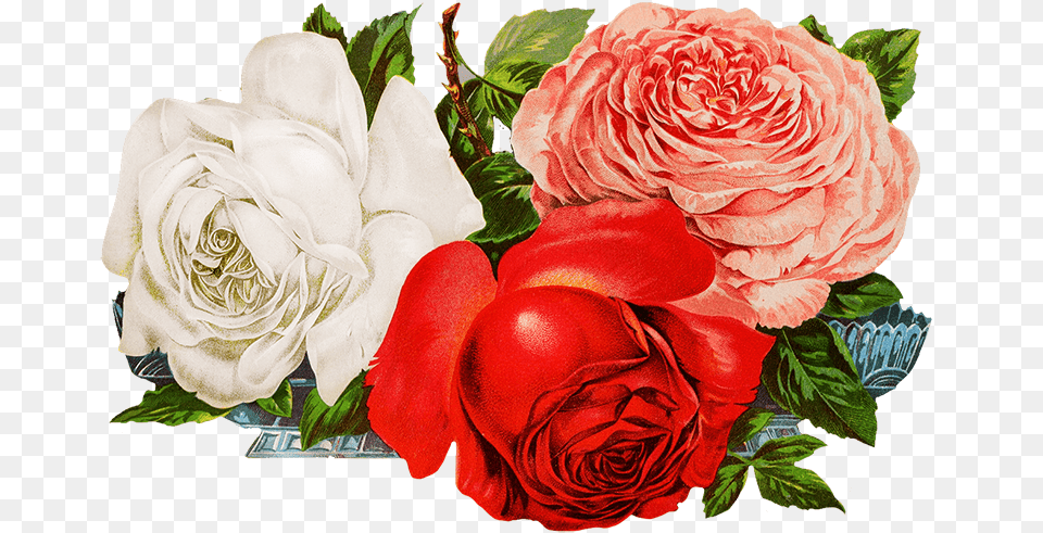 Roses For Scrapbooking Digital Flower Design New, Flower Arrangement, Flower Bouquet, Plant, Rose Png Image