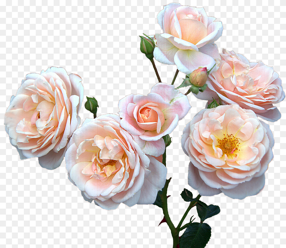 Roses Motheru0027s Day Womenu0027s Image On Pixabay Mothers Days Flowers, Flower, Plant, Rose, Flower Arrangement Free Png