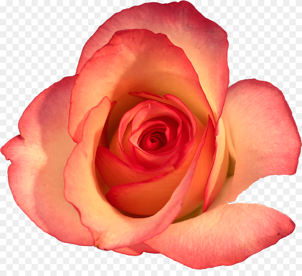 Roses In The Void By Will Gee Floribunda Free Png Download