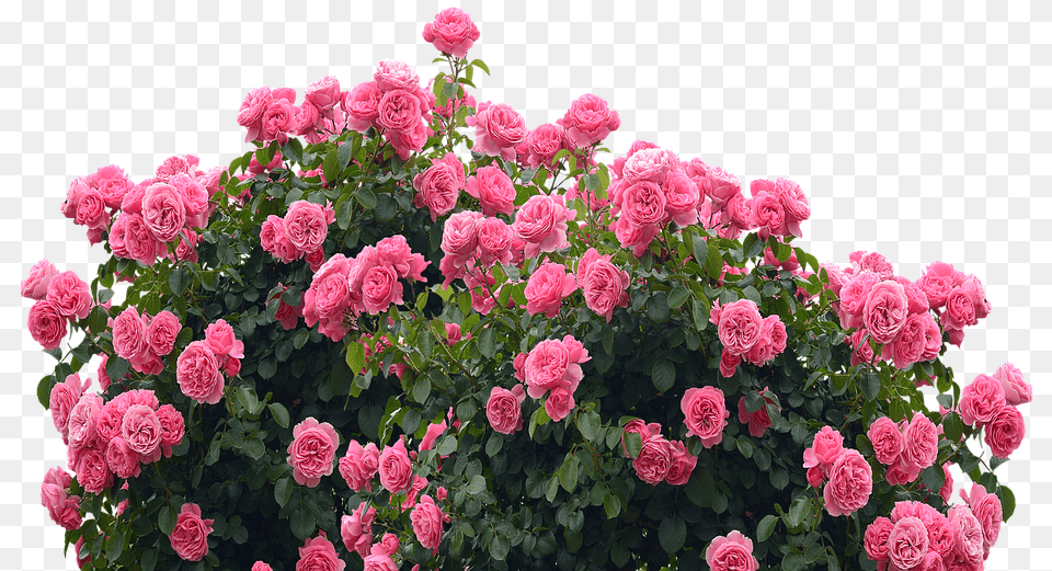 Roses Love Nature Rose Portable Network Graphics, Dahlia, Flower, Geranium, Plant Free Transparent Png