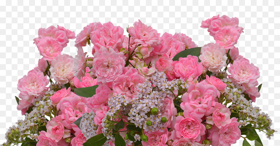 Roses Love Pink Roses Photo Rose, Flower, Flower Arrangement, Flower Bouquet, Plant Free Png