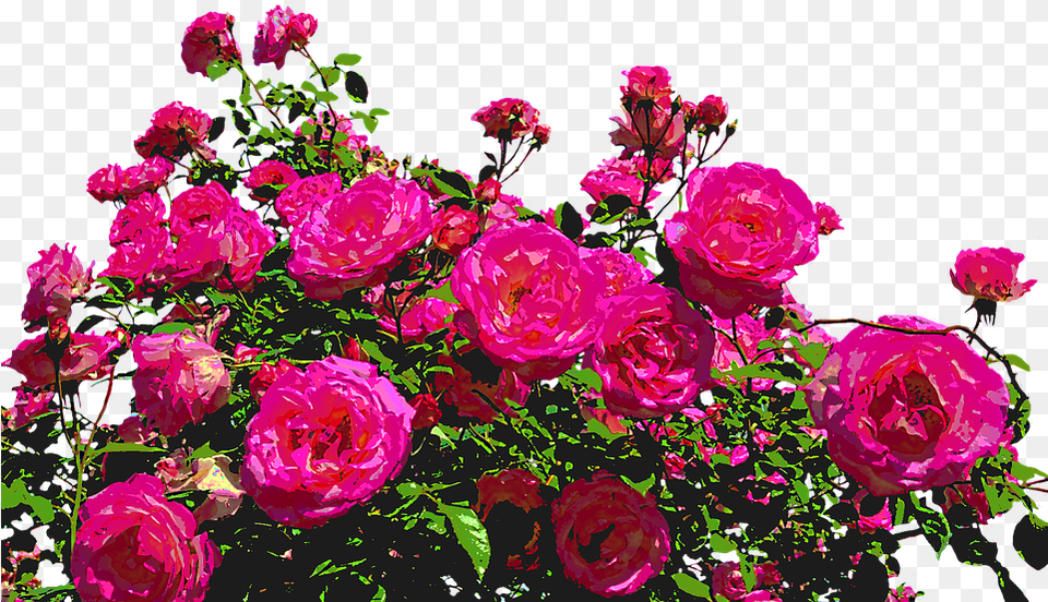 Roses Nature Drawing Flower Rose Blooms Blossom Rose Bush, Flower Arrangement, Flower Bouquet, Plant, Geranium Png