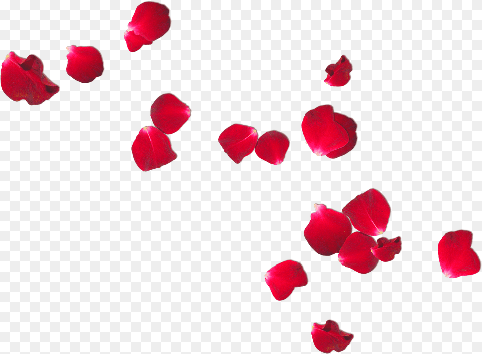 Roses Petals I, Flower, Petal, Plant, Rose Free Transparent Png