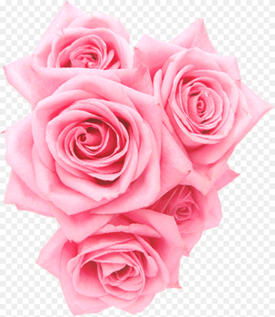 Roses Pink Png Image