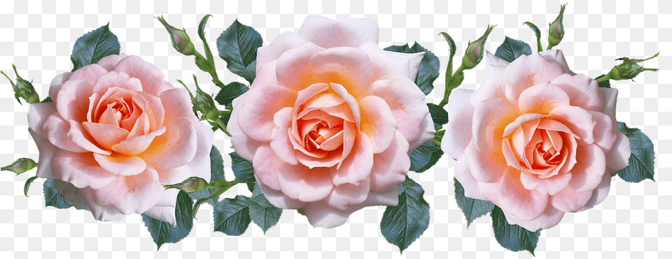 Roses Pink Arrangement Cut Out Pink Roses Cut Out, Flower, Plant, Rose, Petal Free Png