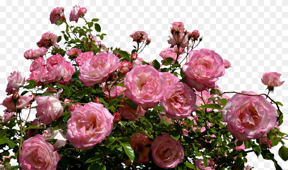 Roses Pink Bush Background Rose Bush Free Transparent Png