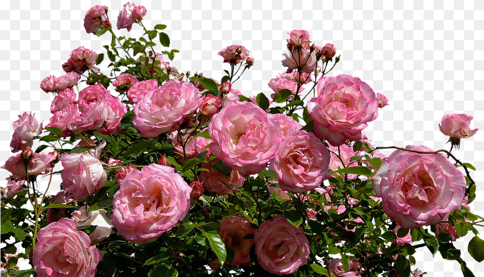 Roses Pink Bush Flowers Garden Nature Plant Transparent Background Rose Bush, Flower, Flower Arrangement, Flower Bouquet, Petal Png
