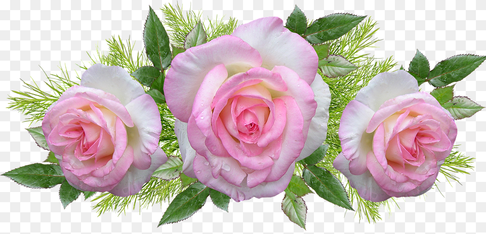 Roses Pink Flowers Perfume Leaves Arrangement Garden Roses, Flower, Flower Arrangement, Flower Bouquet, Plant Free Png Download