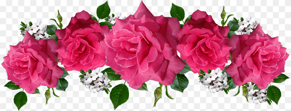 Roses Pink Flowers Pink Roses On, Flower, Flower Arrangement, Flower Bouquet, Geranium Png Image