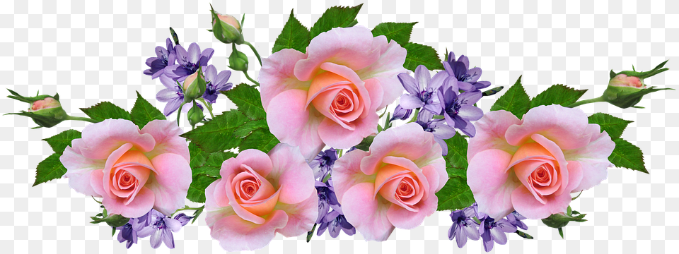Roses Pink Fragrant Photo On Pixabay Flower, Flower Arrangement, Flower Bouquet, Plant, Rose Png