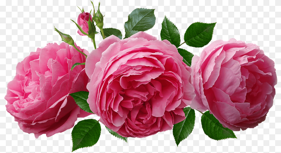 Roses Pink Fragrant Rosas, Flower, Plant, Rose, Petal Free Png
