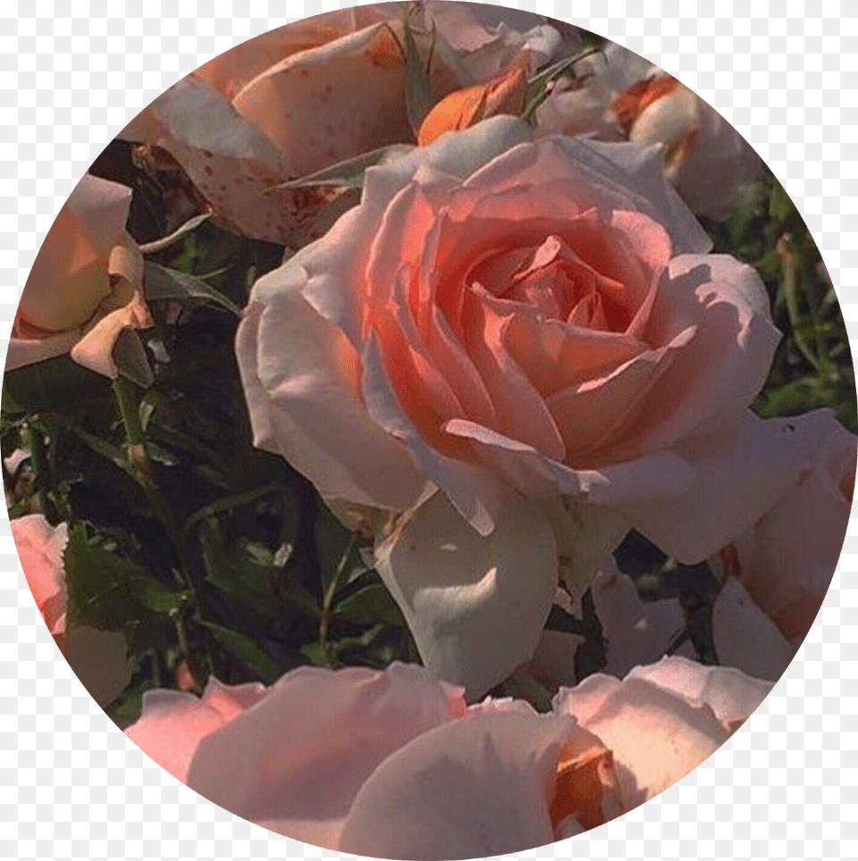 Roses Pink Pinkaesthetic Pfp Pfpicon Icon Aesthetic, Flower, Petal, Photography, Plant Free Png