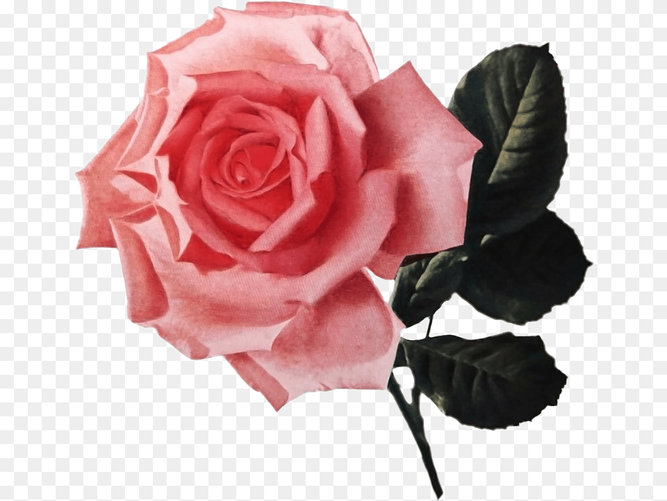 Roses Pink Rose Floral Rose Aesthetic Flowers Floribunda, Flower, Plant, Petal Free Png Download