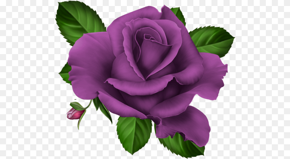 Roses Pink Roze Rosa Kwiaty Glitter Purple Rose Clipart, Flower, Plant Free Png