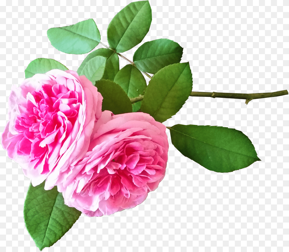 Roses Pink Stem Photo Hermosas Rosas Pixabay, Flower, Geranium, Petal, Plant Free Png