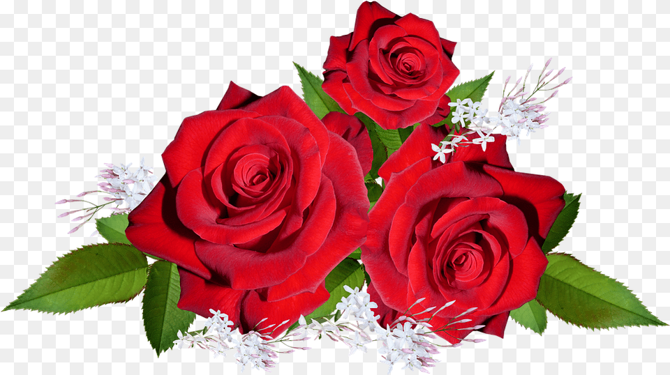 Roses Red Flowers Photo On Pixabay Garden Roses, Flower, Flower Arrangement, Flower Bouquet, Plant Free Transparent Png