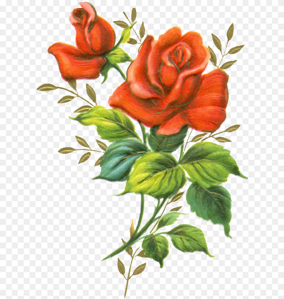 Roses Red Rose Rose Flowers, Art, Floral Design, Flower, Graphics Png