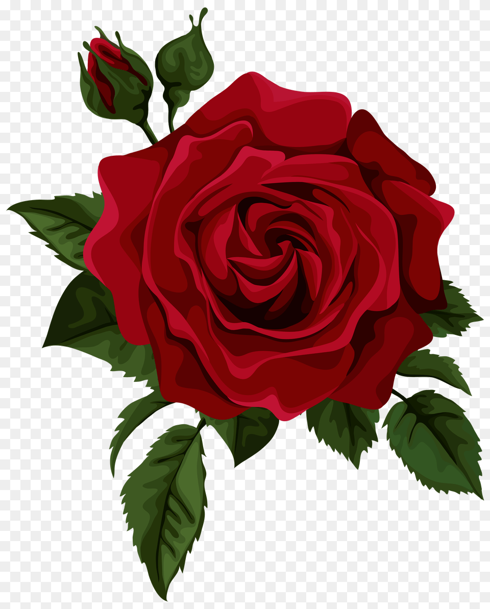 Roses Red Rose With Bud Transparent Clip Art Picture Rose, Flower, Plant Free Png