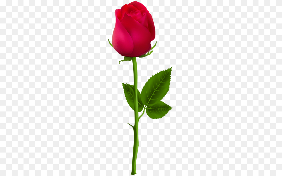 Roses Red Roses Red Rose, Flower, Plant Free Transparent Png