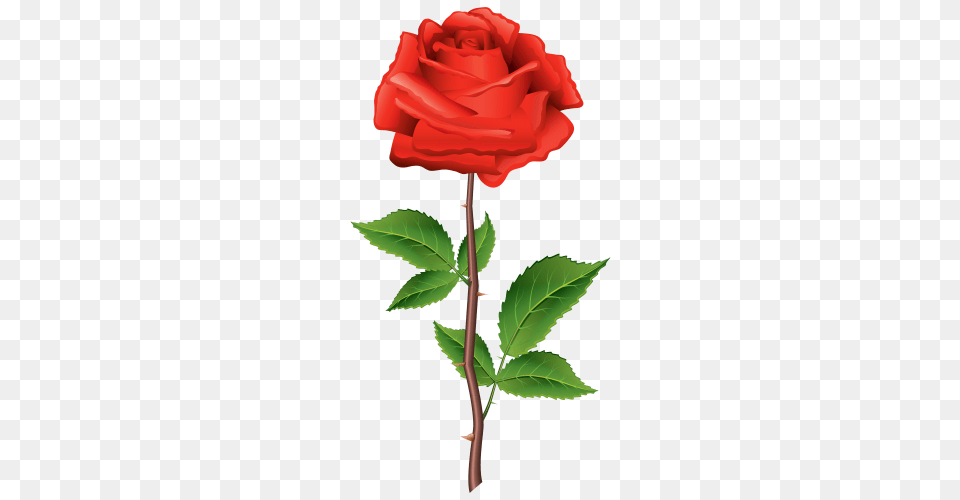 Roses Red Roses Red Rose, Flower, Plant, Leaf, Dynamite Free Transparent Png
