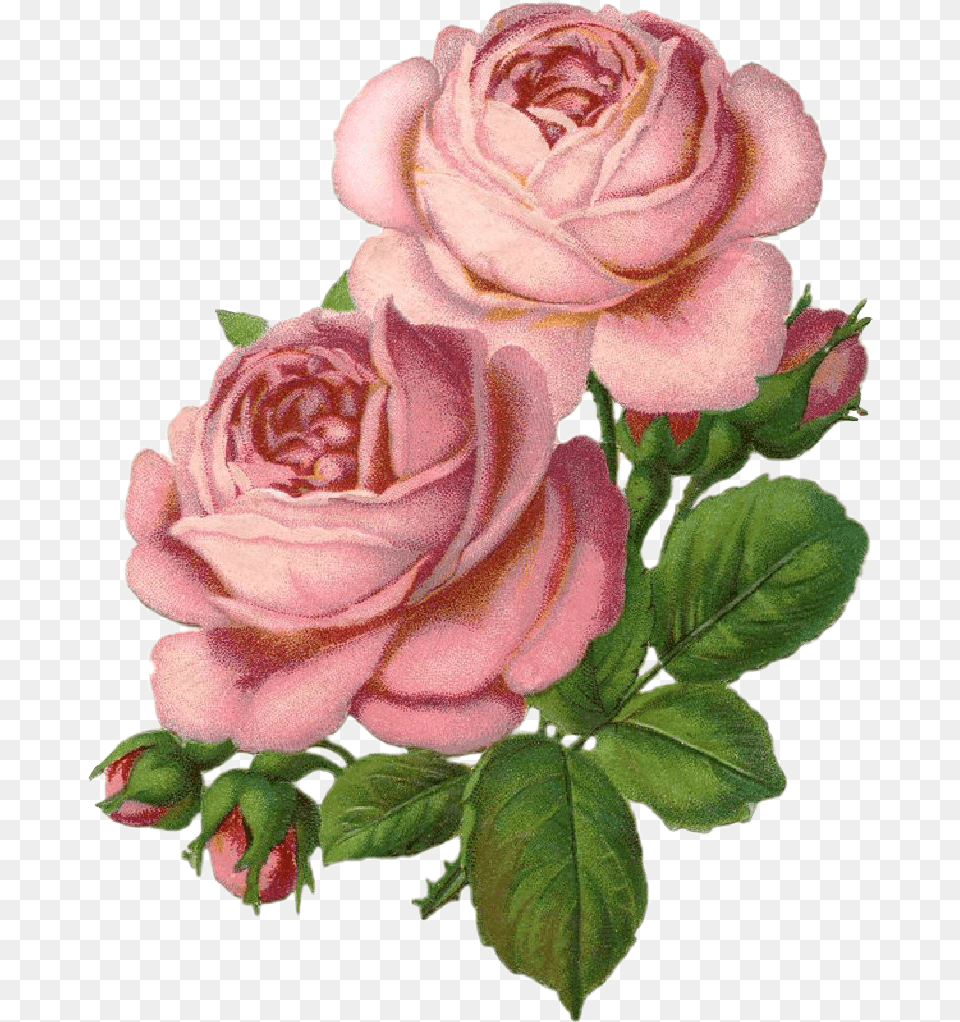 Roses Rosas Draw Drawing Dibujo Sticker Lovely, Flower, Plant, Rose Free Transparent Png