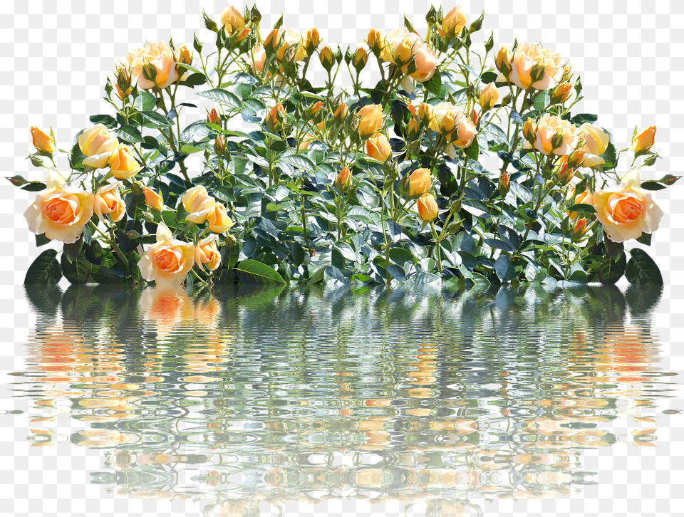 Roses Rose Bush Romantic Picture Cespugli Fiori, Flower, Flower Arrangement, Flower Bouquet, Plant Free Png Download