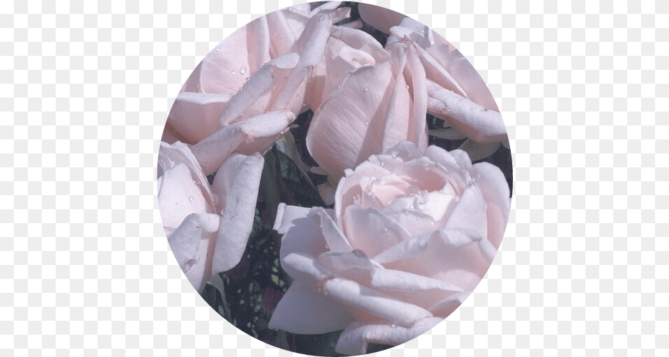 Roses Soft Aesthetic Overlay Filler Pastel Flowers Pastel Roses Aesthetic, Flower, Petal, Plant, Rose Free Png