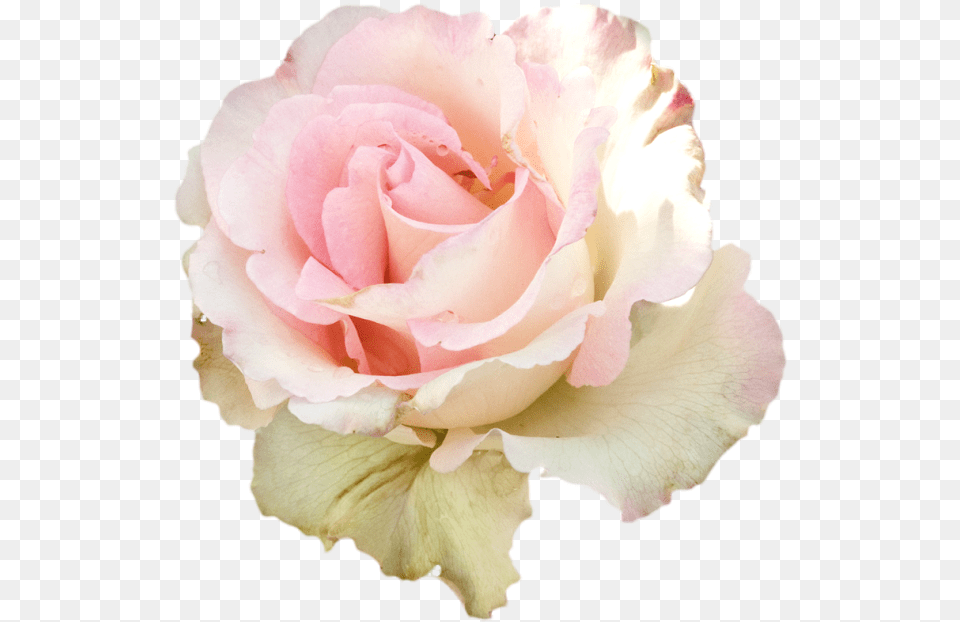 Roses Soft Pastel Rose Flowers Pink Ddlg Soft Pink Pastel Rose, Flower, Petal, Plant Free Transparent Png