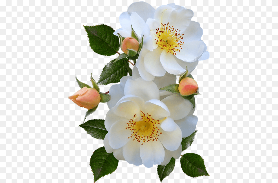 Roses Stamens Pollen Buds White Flowers Perfume Burnet Rose, Flower, Petal, Plant, Anemone Free Png