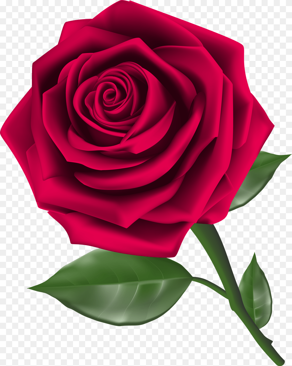 Roses Steam Rose Image Clipart Rose Clipart Free Png Download