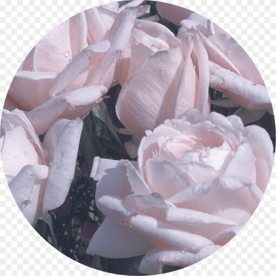 Roses Sticker Roses, Flower, Petal, Plant, Rose Free Transparent Png