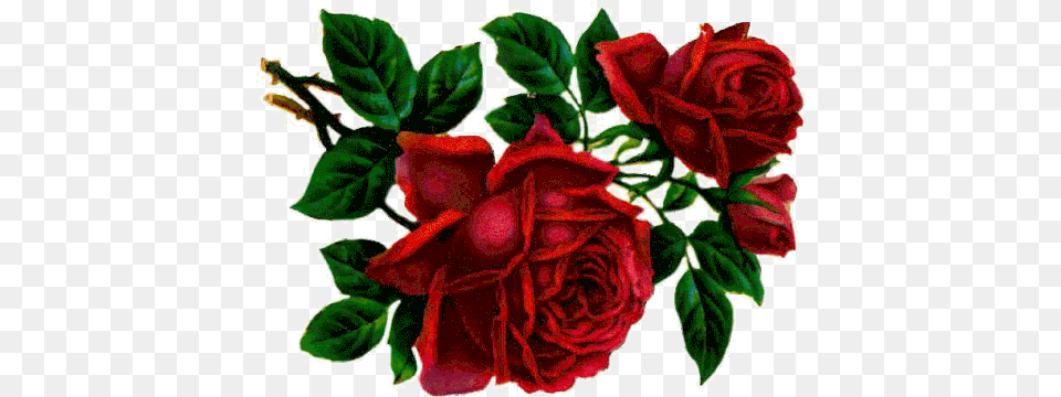 Roses Thorns Gif Roses Thorns Flower Discover U0026 Share Gifs Floral, Plant, Rose Png