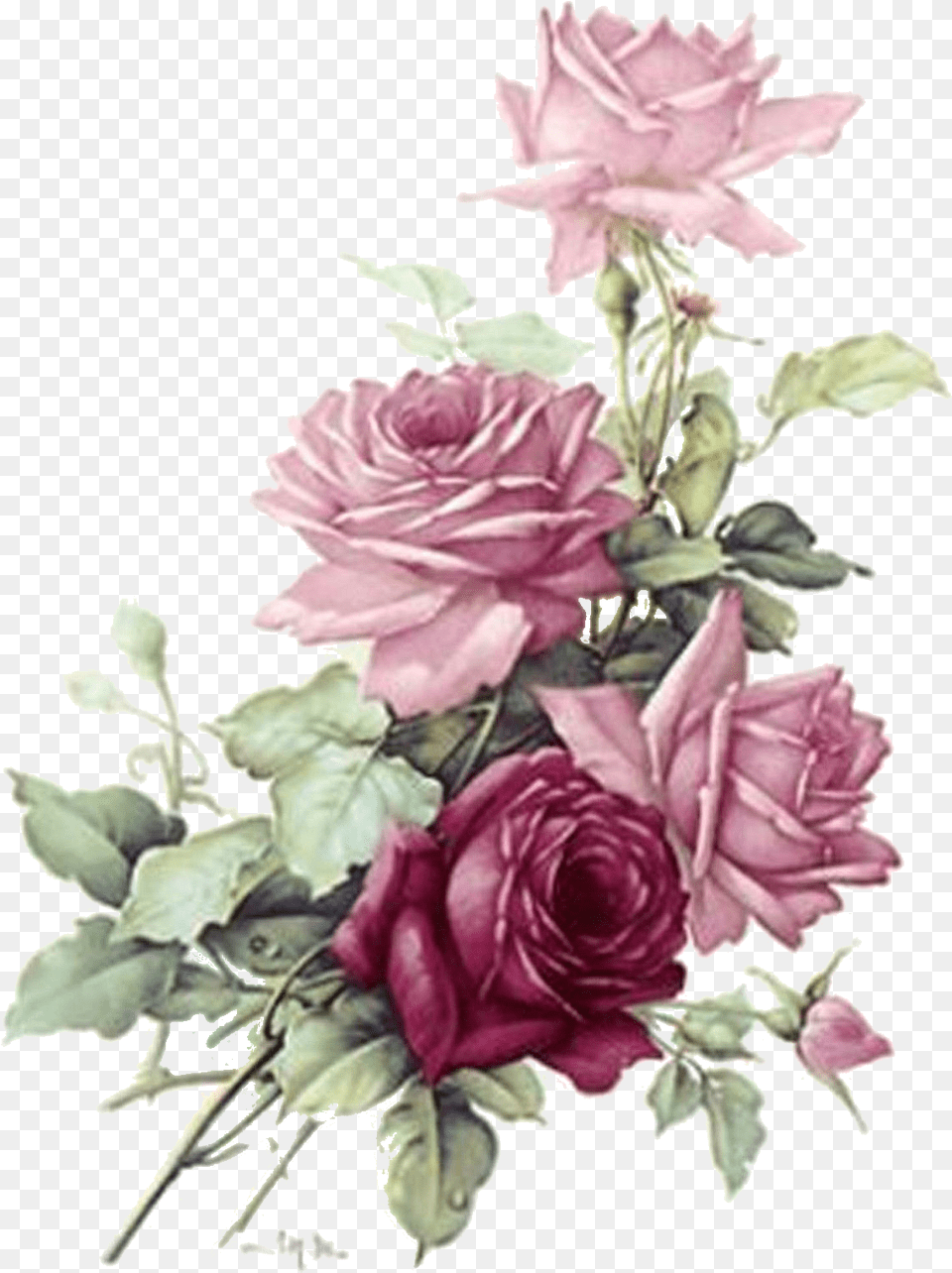 Roses Transparent Burgundy Flowers Vintage Flower Watercolor Clipart, Rose, Plant, Flower Arrangement, Pattern Png Image