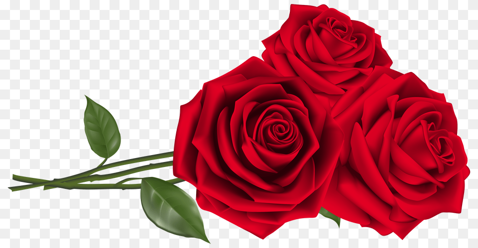 Roses Images, Flower, Plant, Rose Free Transparent Png