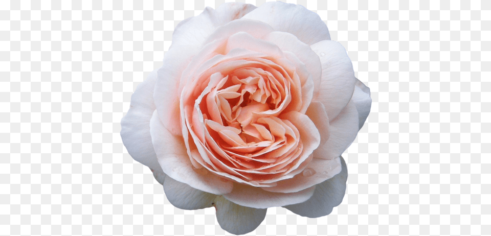 Roses Transparent Tumblr Flower Crown Cut Out, Petal, Plant, Rose Png