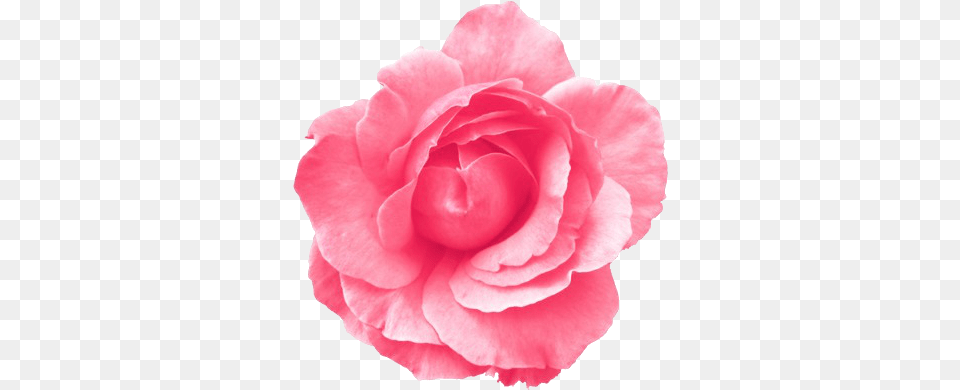 Roses Transparent Tumblr Light Blue Flower Transparent Pink Single Flower, Carnation, Petal, Plant, Rose Png Image