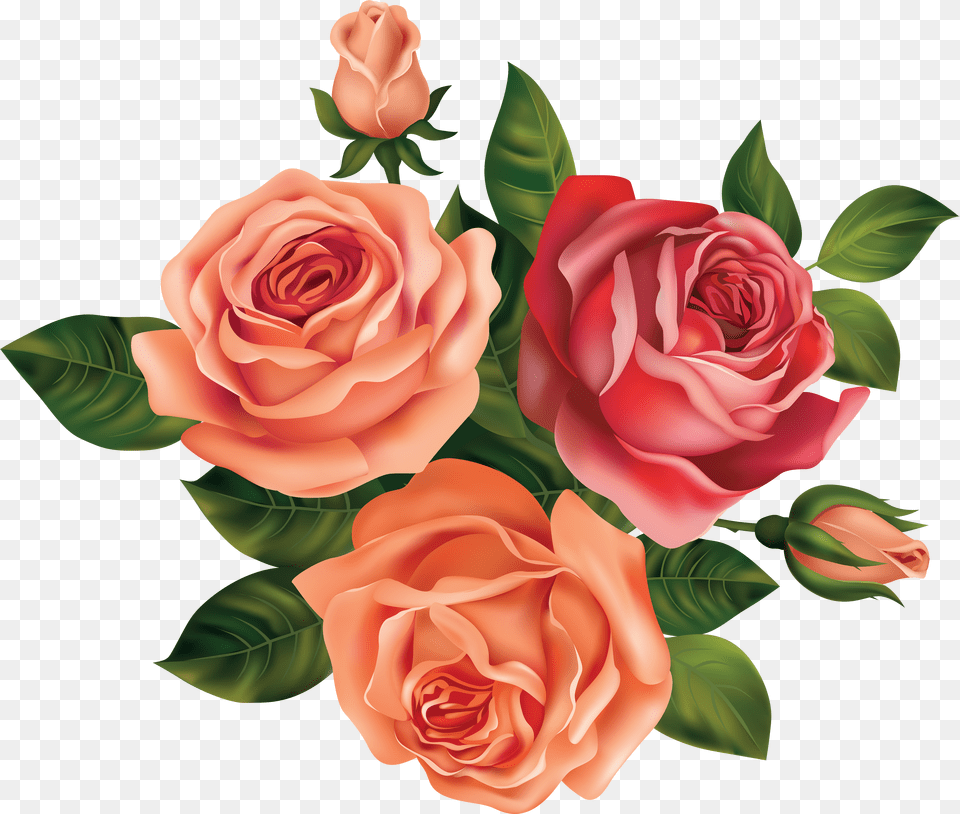 Roses Transparent U0026 Clipart Ywd Rose Beautiful Flower Drawing Png