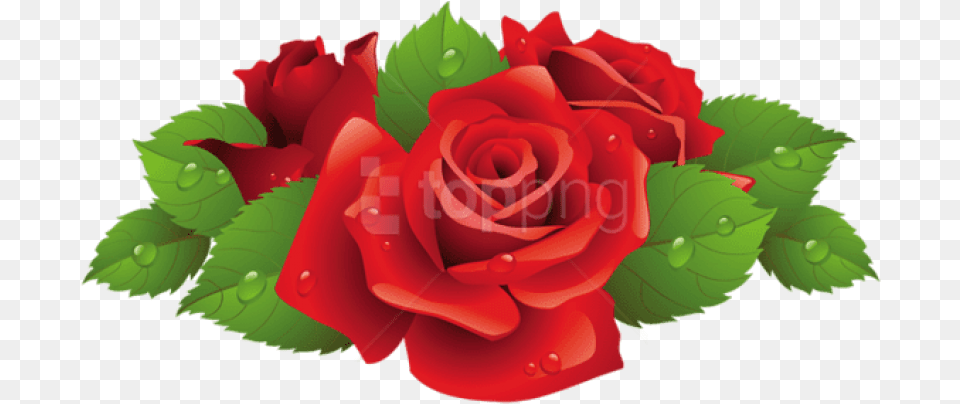 Roses Vector, Flower, Plant, Rose Free Png Download