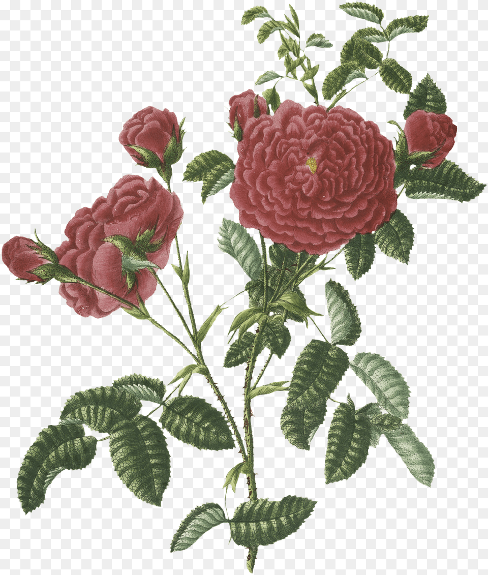 Roses Vintage Flowers Image On Pixabay Garden Roses, Dahlia, Flower, Plant, Rose Free Png Download