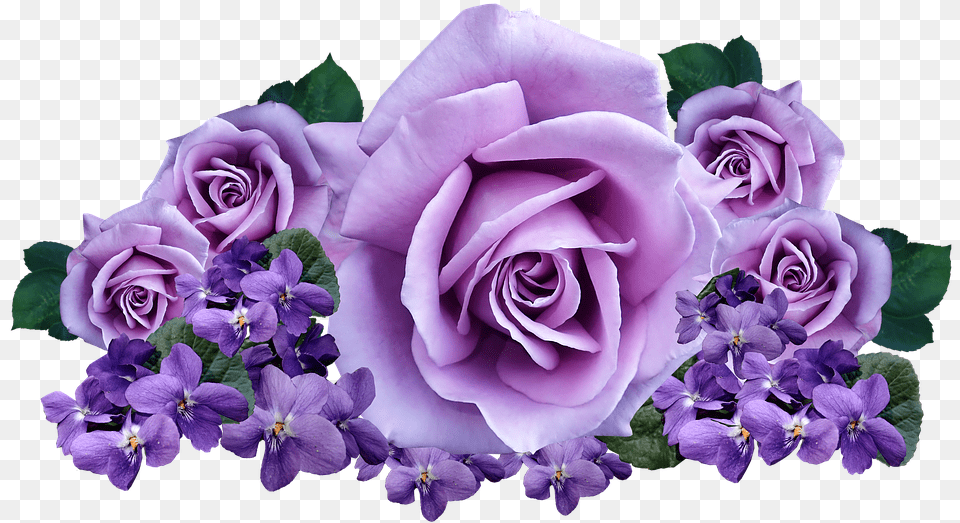 Roses Violets Flowers Purple Roses Transparent Background, Flower, Flower Arrangement, Flower Bouquet, Plant Png Image