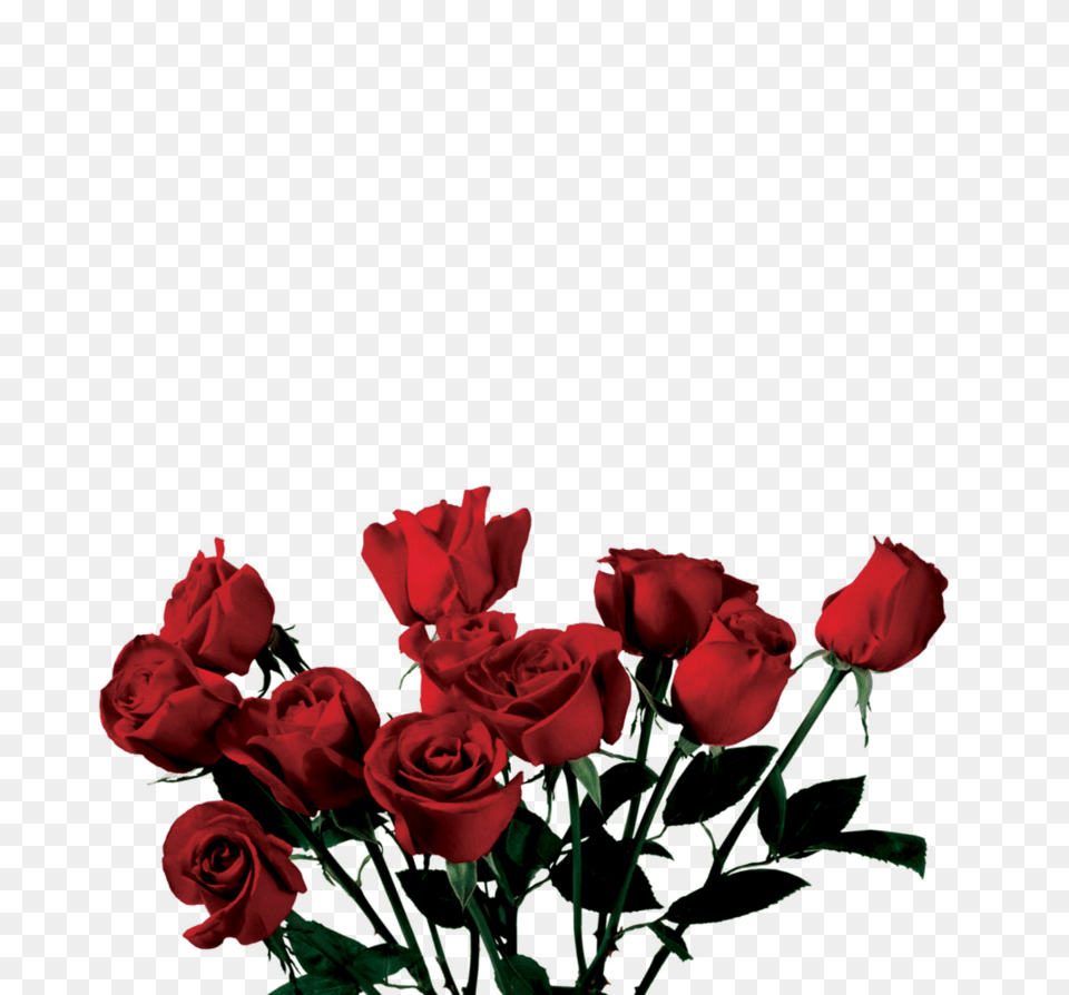 Roses Wallpapers, Flower, Flower Arrangement, Flower Bouquet, Plant Png