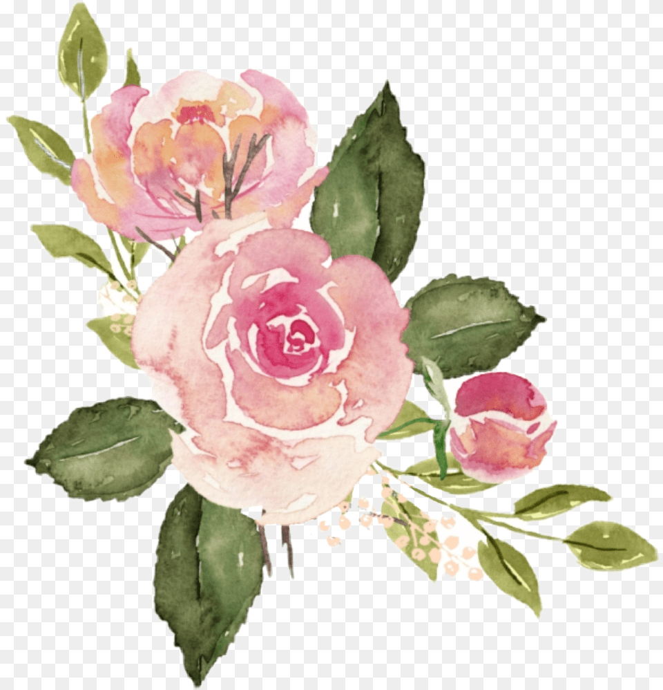 Roses Watercolor Pink Flower Transparent, Rose, Plant, Flower Arrangement, Flower Bouquet Png Image