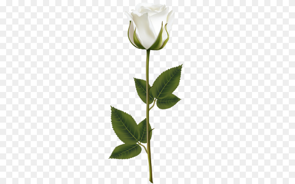 Roses White Roses Flowers, Flower, Plant, Rose, Leaf Free Png Download